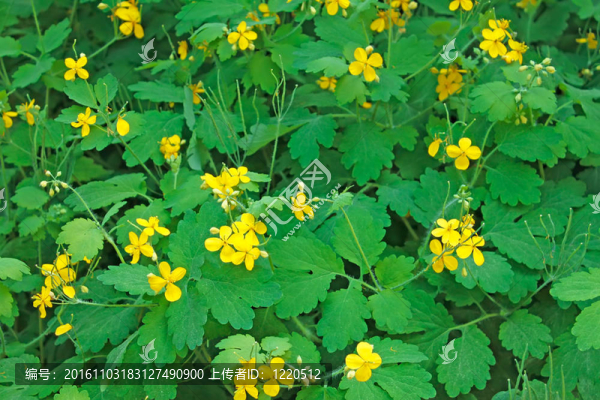 野生白屈菜