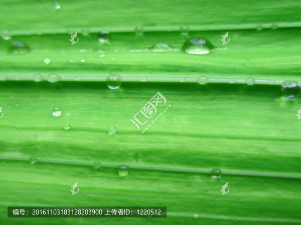 唐菖蒲葉片水滴