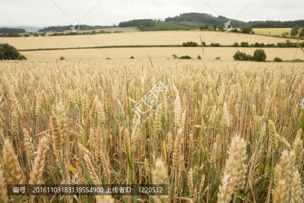 小麥田