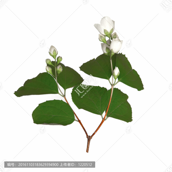盛開在白色上的茉莉花的雙胞胎