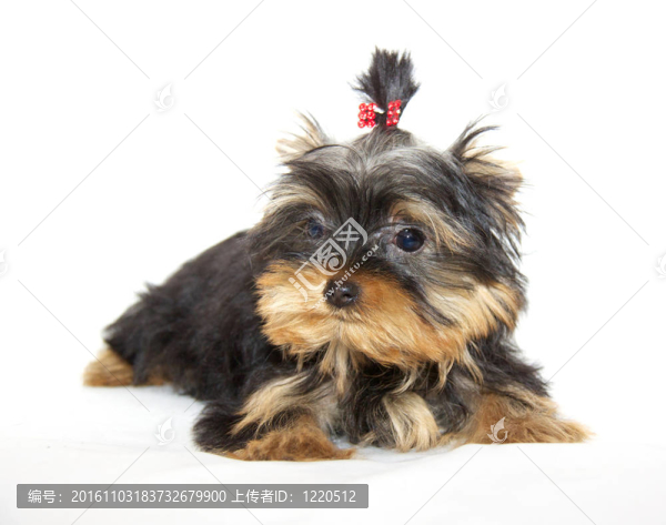pupyy約克郡梗