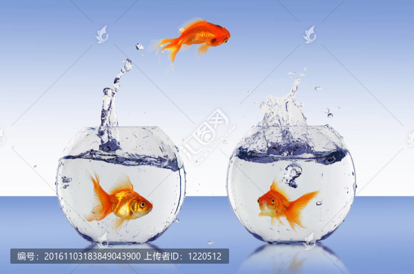 在一個魚缸里的金魚