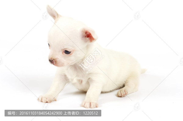 有趣的小狗奇瓦瓦姿勢(shì)