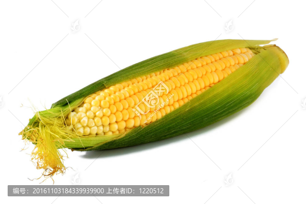 成熟玉米穗
