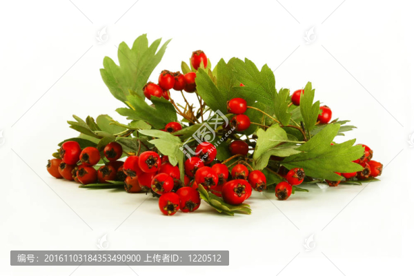 帶葉子的樹枝