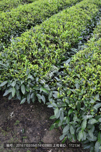 茶園,茶葉,水仙茶,茶樹