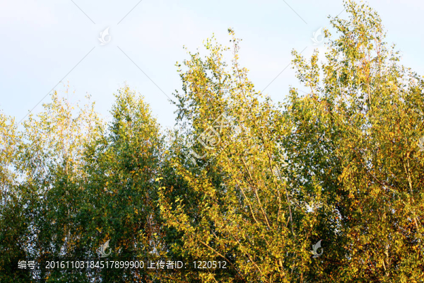 美麗的風(fēng)景。森林的田野和邊緣