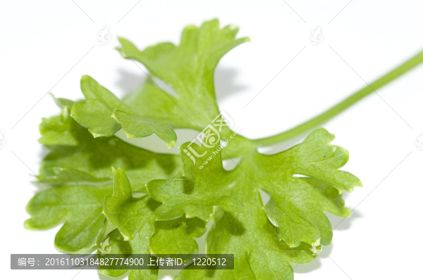 西芹