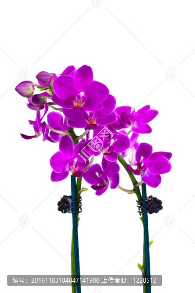 孤立的紫色蘭花