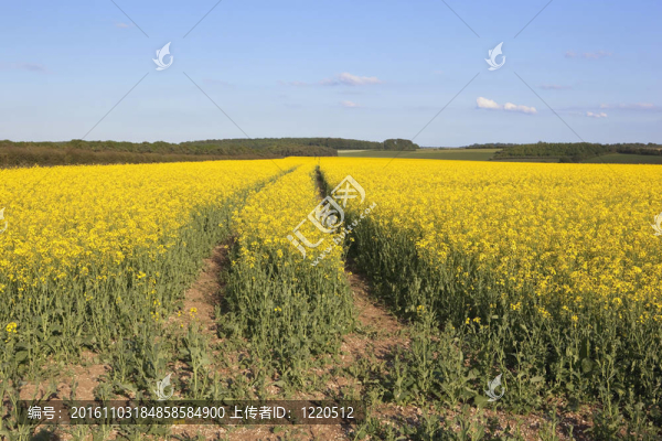 黃色的油菜