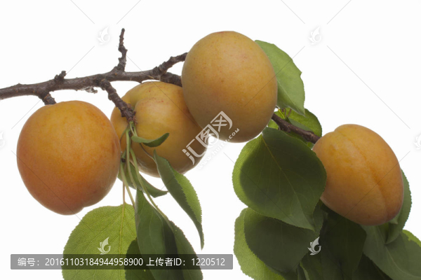 成熟的杏子