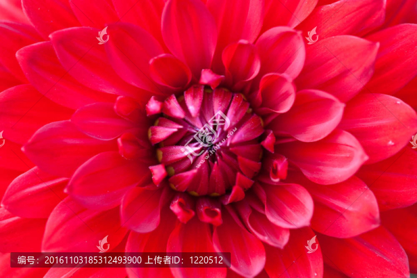 紅色花大麗花的宏觀視角