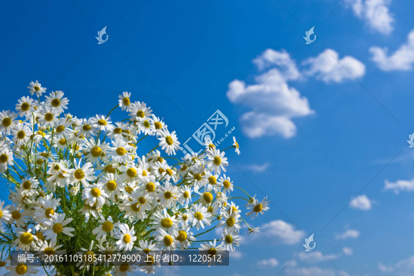 白菊花在藍天背景下束