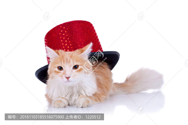 帶帽子的紅貓