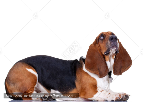 巴吉度獵犬