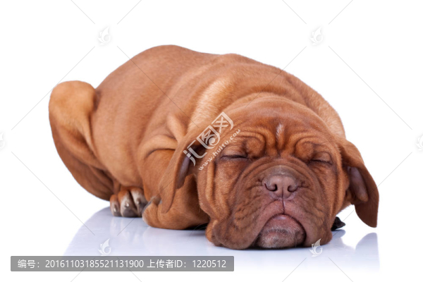 沉睡的波爾多獒犬的小狗
