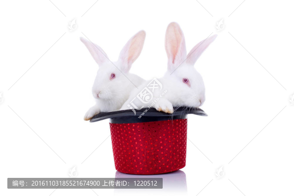 站在一個帽子兩只可愛的兔子