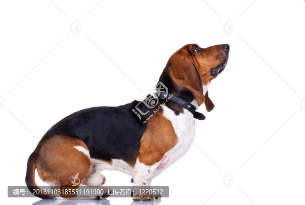 好奇的獵犬