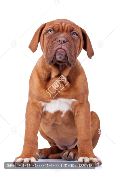 坐在法國的藏獒幼犬
