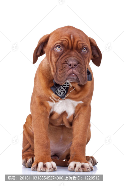 可愛的法國獒犬坐