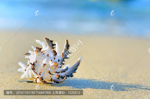 貝殼砂