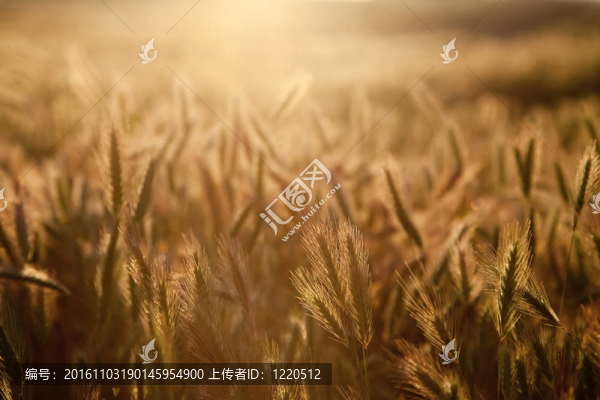 烏克蘭的日出。