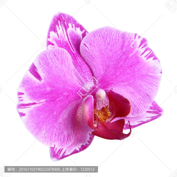 蘭花孤立