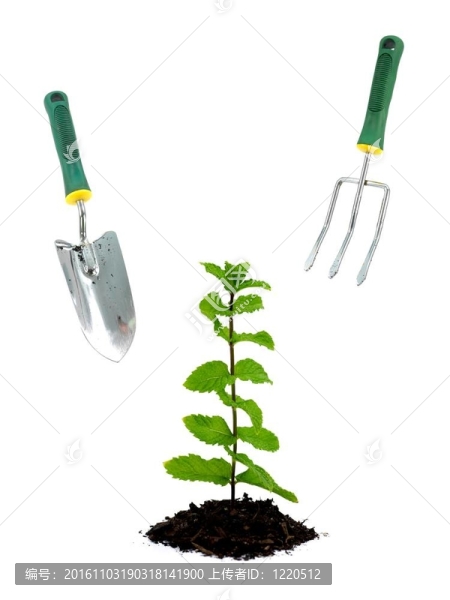 薄荷