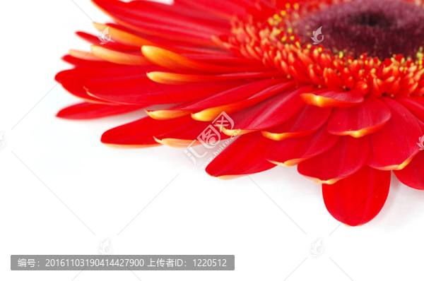非洲菊