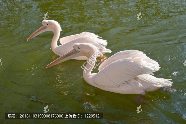 兩大白鵜鶘