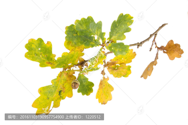 在一個秋天的分支Acorn
