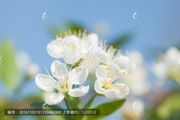 蘋果樹花
