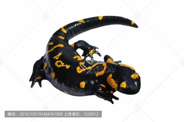 蠑螈