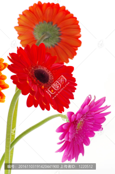彩花非洲菊