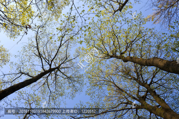 早春樹(shù)頂