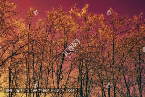 冬天的樹上的紅色的天空