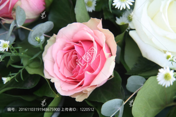 單瓣粉紅色玫瑰