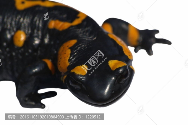 火蠑螈