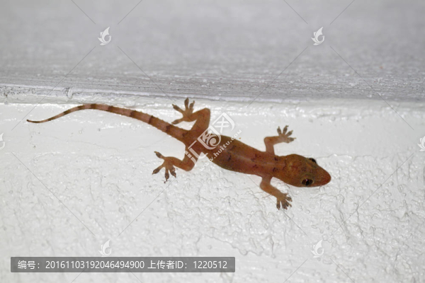 壁虎（Hemidactylus,frenatus）