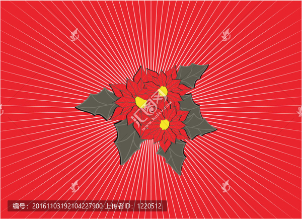 一品紅2