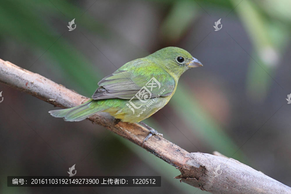 畫彩旗（Passerina,CIRIS）