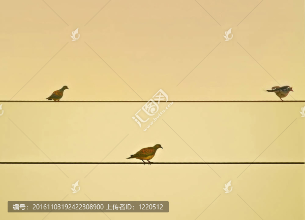 野生的鴿子