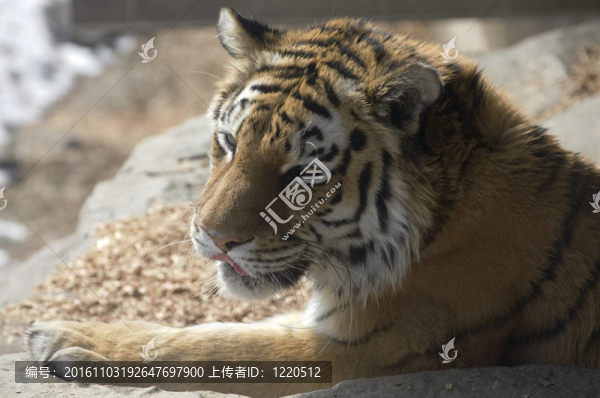 東北虎的眼睛