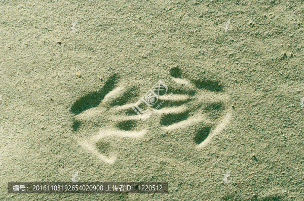沙灘上的掌紋