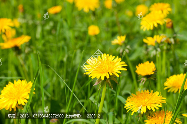 蒲公英