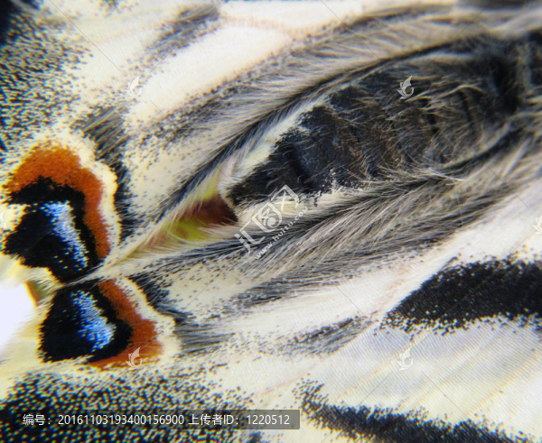一只蝴蝶的翼Papilio,Machaon圖