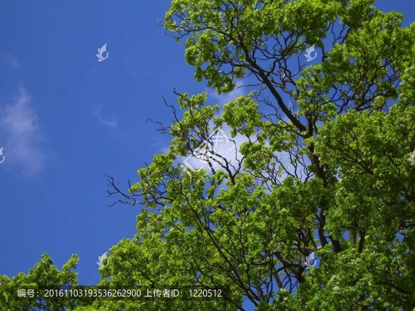 藍(lán)色和綠色