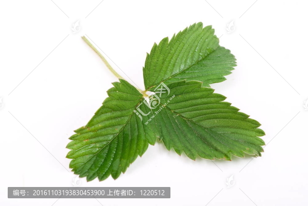 Strawberry葉