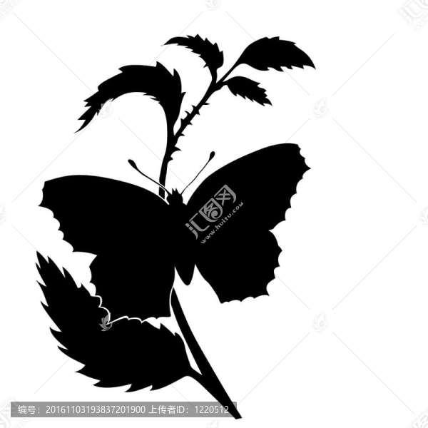 白色背景上蝴蝶的剪影