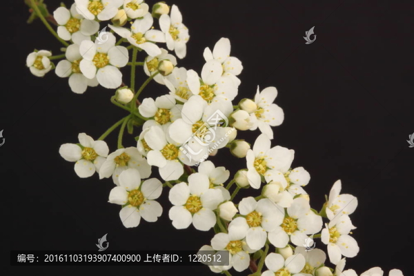 繡線菊